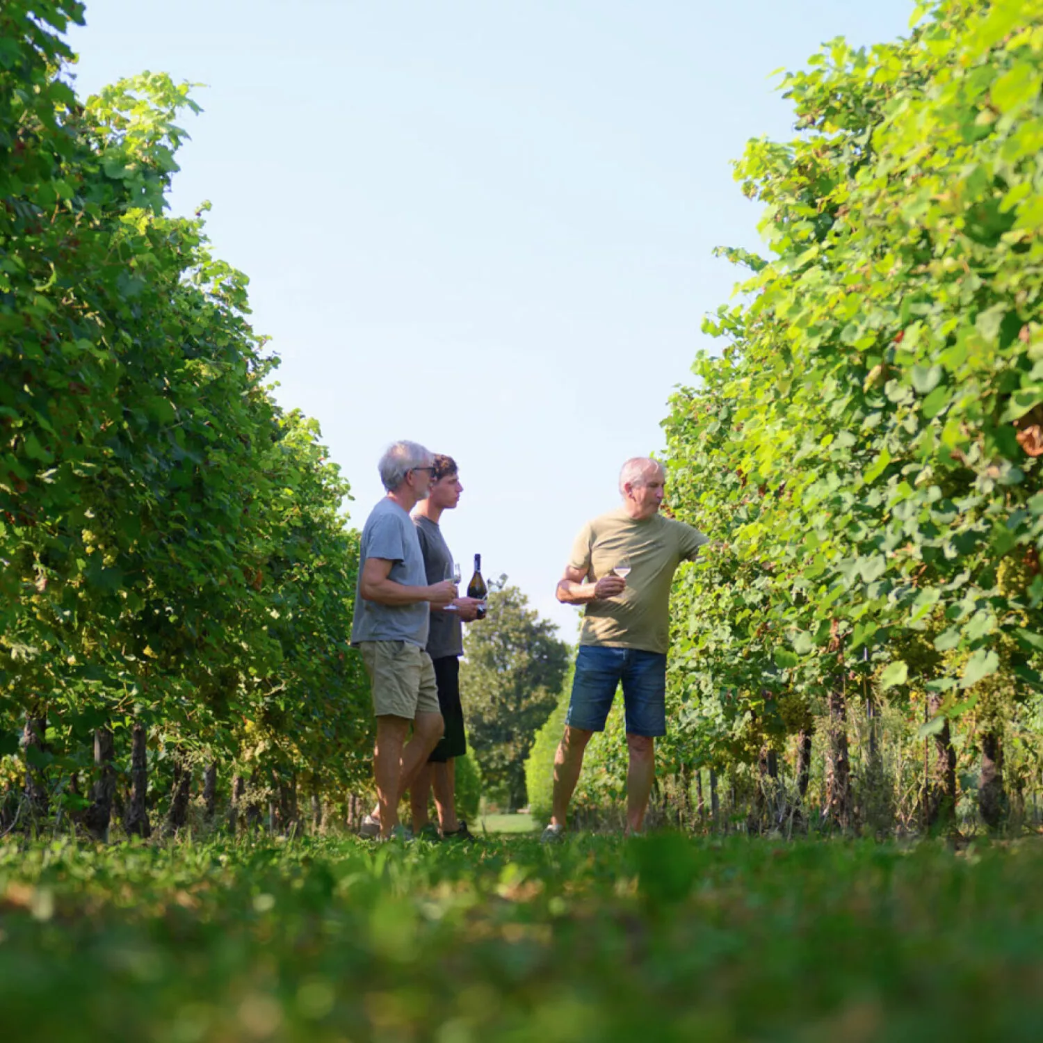 qualità e professionalità cura del prodotto prosecco doc treviso vino nigris