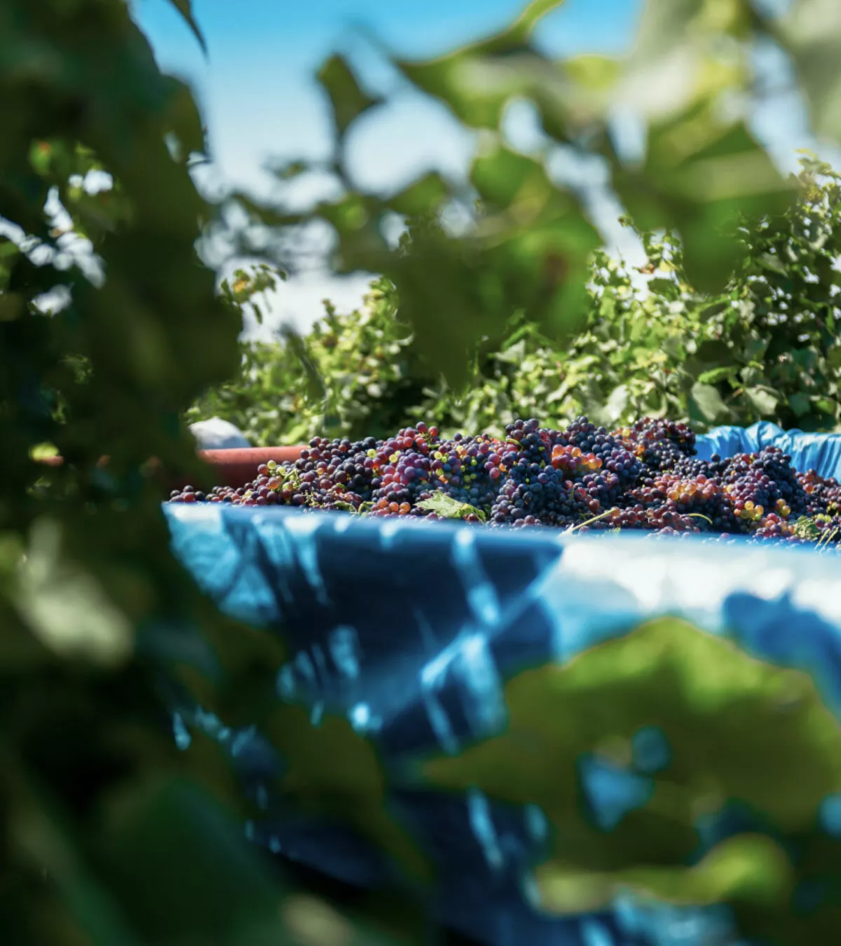 qualità e sapore armonia tra sotria e futuro nigris treviso vino rosso