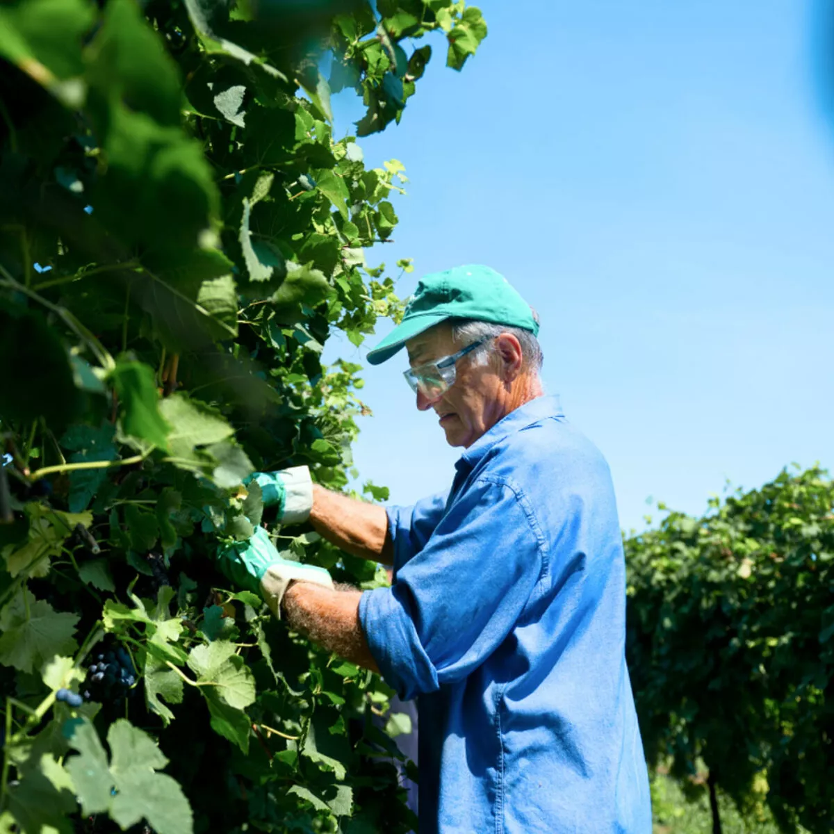 storia e qualità azienda agricola nigris treviso prosecco vino rosso