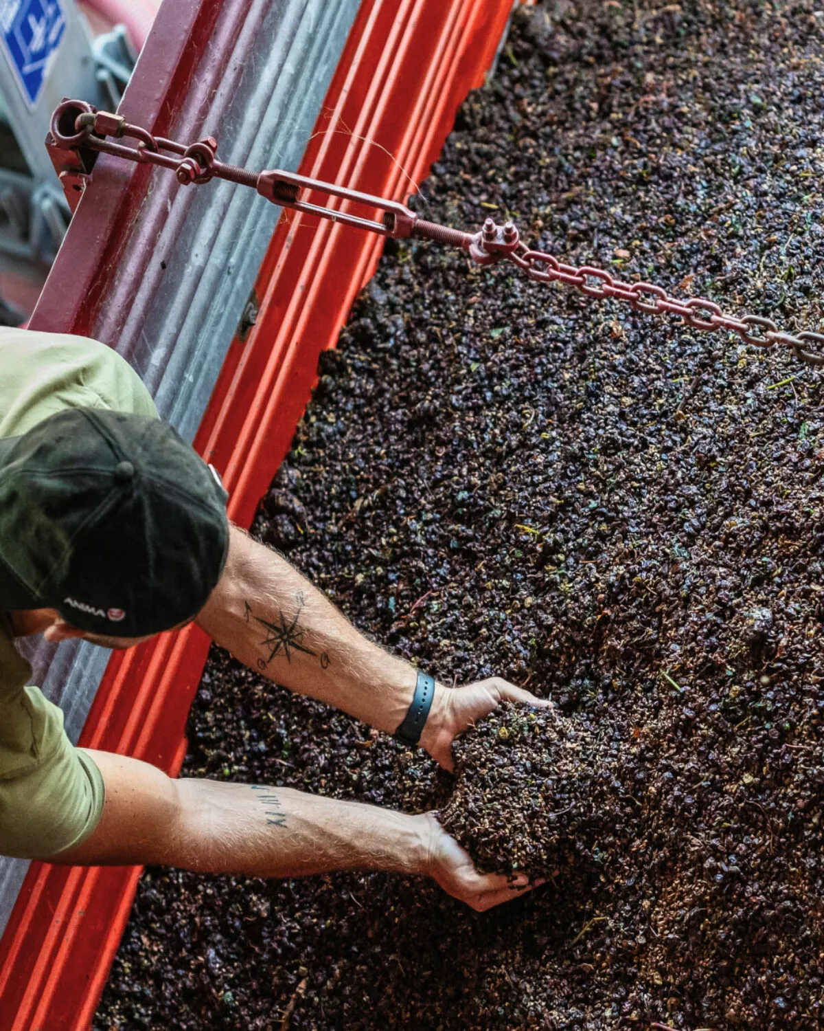 vino di alta qualità cura dettaglio raccolta vino rosso red line nigris